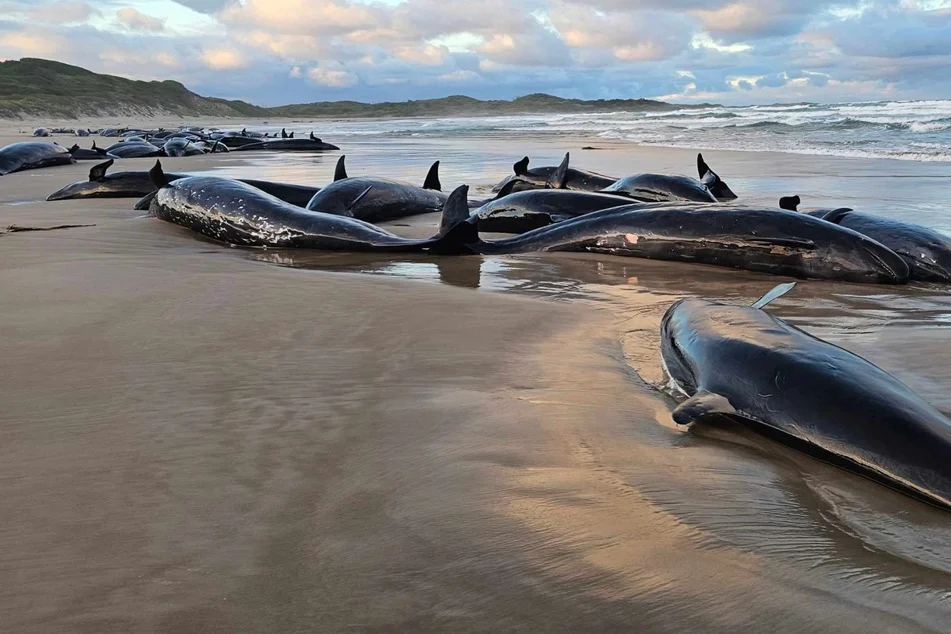 Tragic Mass Stranding: 157 Dolphins Beached on Remote Australian Shore