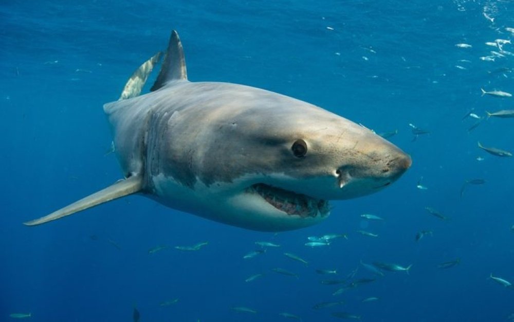 Tragedy at Long Reef: Community Grieves After Suspected Shark Attack Claims Surfer’s Life