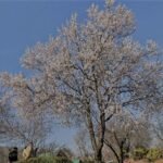 Above-Normal Temperatures Spark Early Bloom in Kashmir